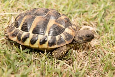 hermes and the tortoise|hermann's tortoise full size.